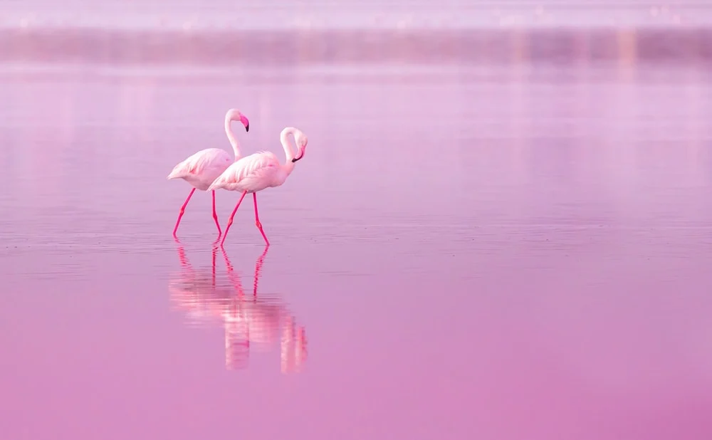 flamingolar 1